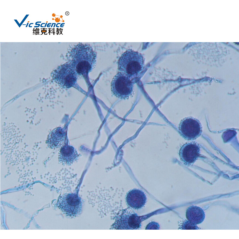 厂家现货批发曲霉装片 生物切片 植物类 菌类 显微镜用切片