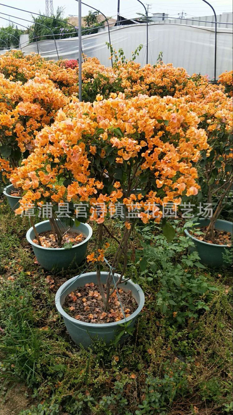 鸡蛋黄三角梅又名加州黄三角梅,价格190元 (1).jpg