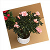 Flowerpot four seasons, plant lamp indoor for living room for gazebo, Belgium