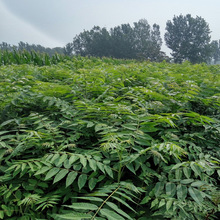 基地大量供应大棚种植香椿苗 1-3公分红油香椿树 现挖现卖