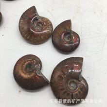批发天然斑彩螺海螺化石 家居装饰矿物标本抛光班彩螺标本摆件