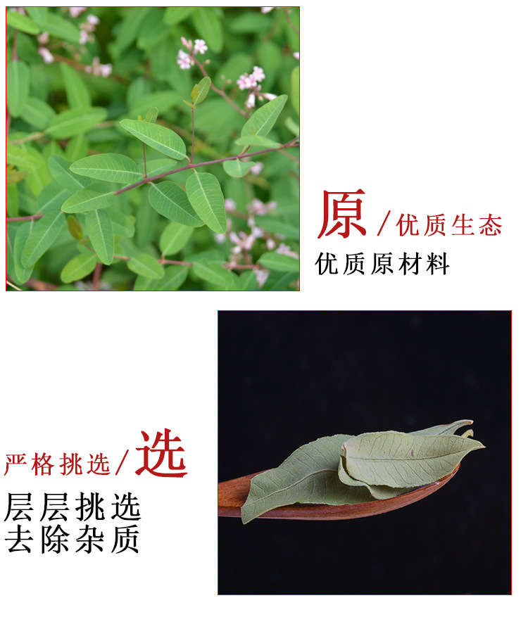Xinjiang Luo Bu Ma (Apocynum venetum) — Dried Food-Herb Leaf for Herbal Tea key features