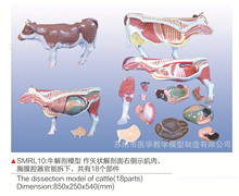 SMRL10ţ����ģ��