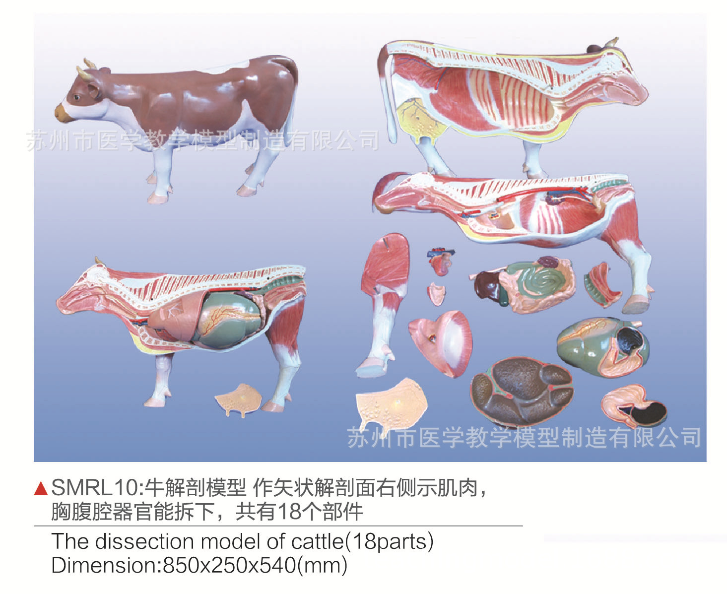 【技术】牛子宫脱整复术