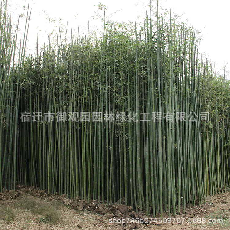 园林竹子的种类,古人,常见_大山谷图库
