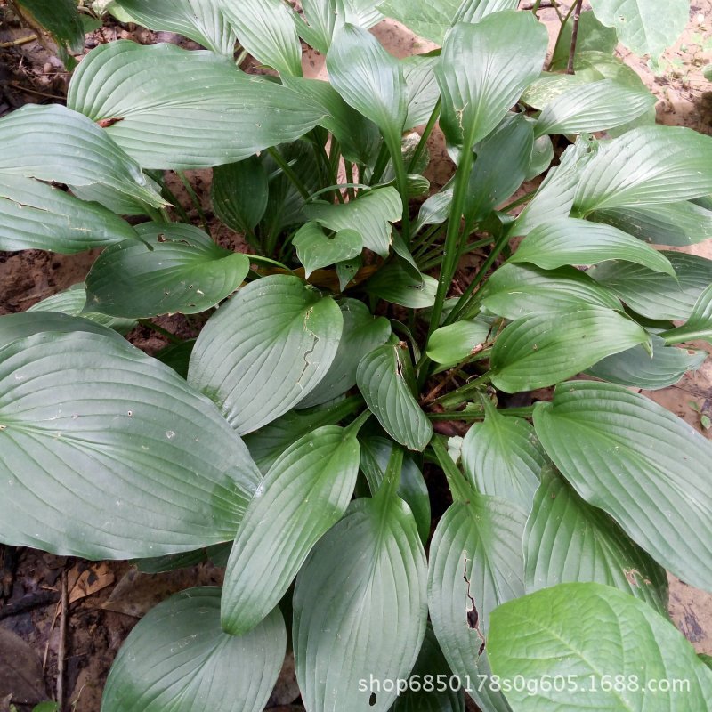 青叶玉簪 苗圃批发 基地价格  多年生宿根植物|ms