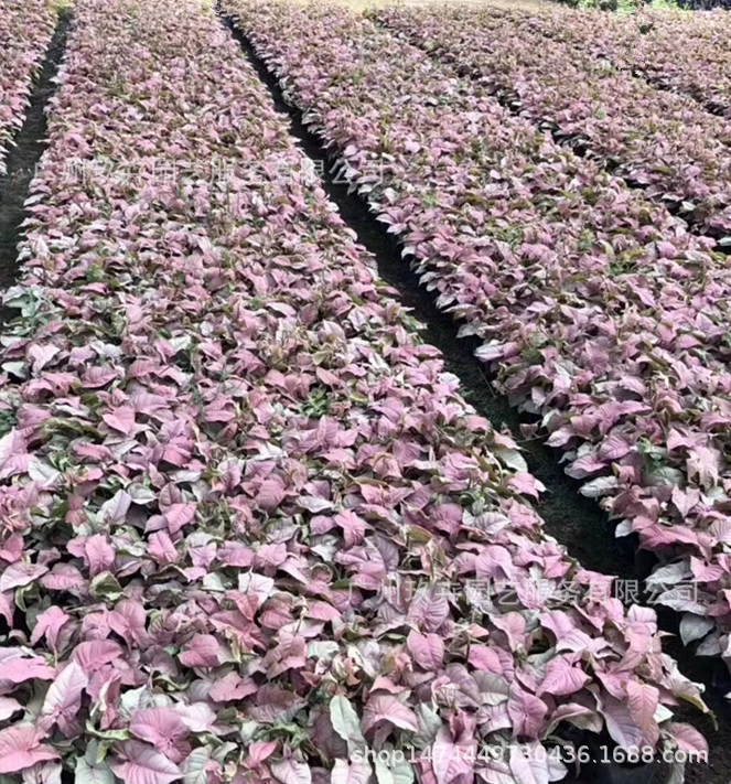 Розовая красота наземные саженцы горшечные очистки воздушный парк ландшафт озеленение растений