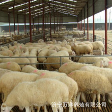 現在當年的小尾寒羊綿羊單價出售養殖技術免費包送到家貨到付款