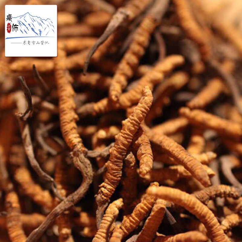 产地直供批发 冬虫夏草 2019新鲜草 高海拔雪山虫草 量大从优|ms