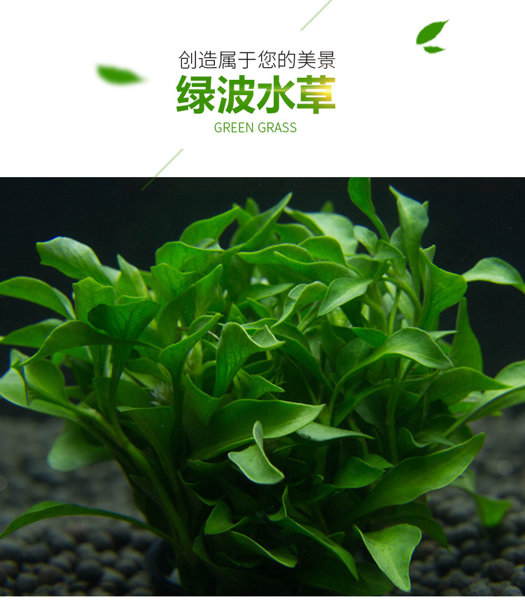 鱼缸水草活体绿波阴性水草中前景水草水族箱装饰观赏植物批发代发 阿里巴巴
