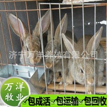農村養殖好選擇  長毛兔跟獺兔的養殖區別  兔苗價格