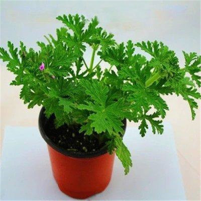 [M. buster]Indoor plants Potted plant Magical Orthodox school Mosquito repellent Grass seedlings bedroom courtyard flowers and plants Mosquito repellent Botany