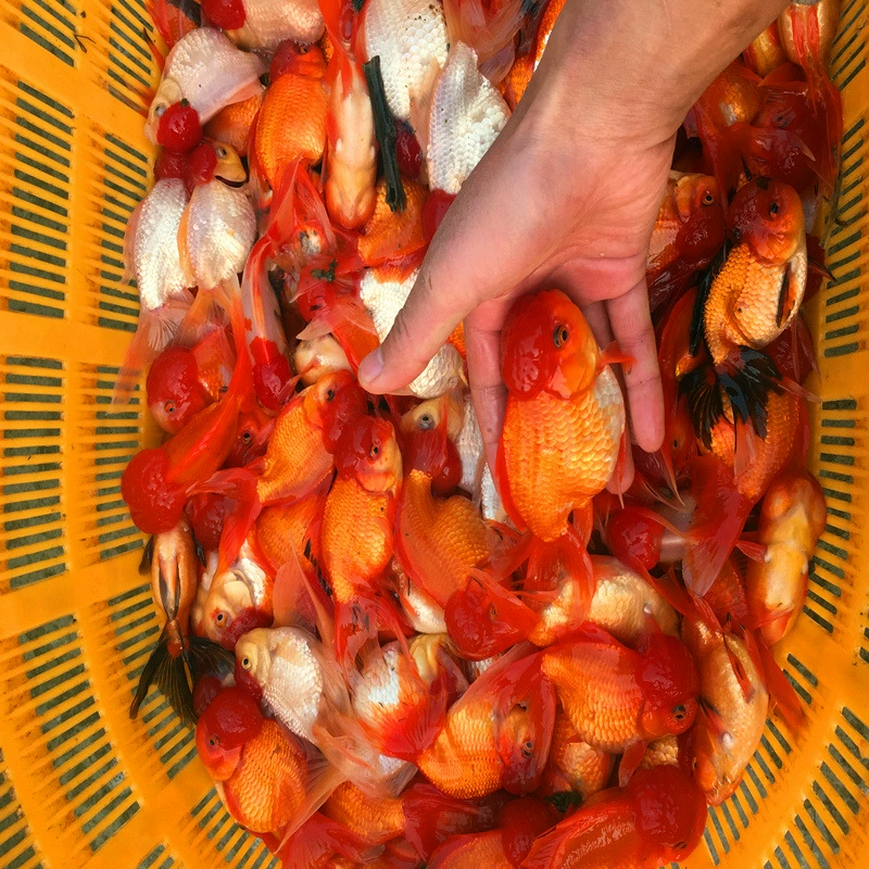 Декоративные рыбы: живой львиноголовый, драконьи глаза, тигровая голова и красная золотая рыбка оптом по фунту [ежемесячные продажи 500kg].