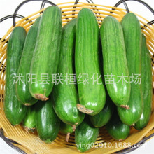 mСSϷN̨߲˷N߲˷NļNˮSϷN