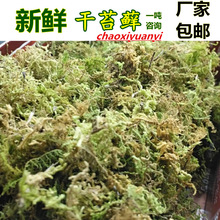 天然干苔藓水苔乌龟冬眠运输水草垫材铁皮石斛兰花土育苗嫁接种植