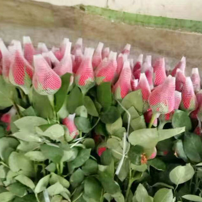 Manufactor wholesale rose Chinese rose flowers and plants packing Netbag white Nylon mesh Eye bag protect Nets wholesale