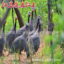 散养珍珠鸡 月子鸡  肉质细嫩味道鲜美 珍珠鸡活体现杀新鲜鸡肉