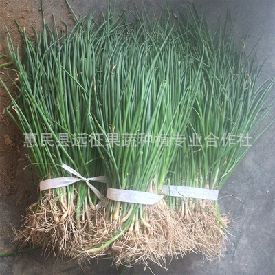 基地供應蔬菜苗紅皮洋蔥苗秋冬季蔬菜苗洋蔥種植苗栽苗