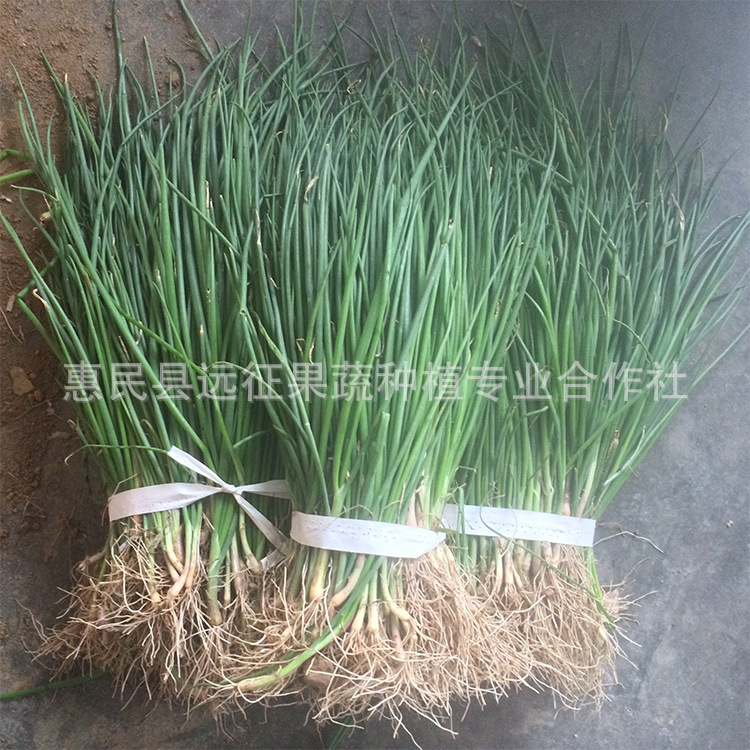 基地供應蔬菜苗紅皮洋蔥苗秋冬季蔬菜苗洋蔥種植苗栽苗