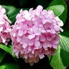 Eight Immortal Flower Exlica Endless Summer Four Seasons of indoor and outdoor courtyards Potted flowers and plants cold balcony eight immortal flowers
