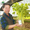 Zhongke Maohua Vegetable Seeds Domi Celery Celery Seeds are not hollowed out of celery seeds, higher color yellow -green