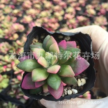 吹雪之松锦卡日松春梦殿锦桌面绿植办公室多肉植物