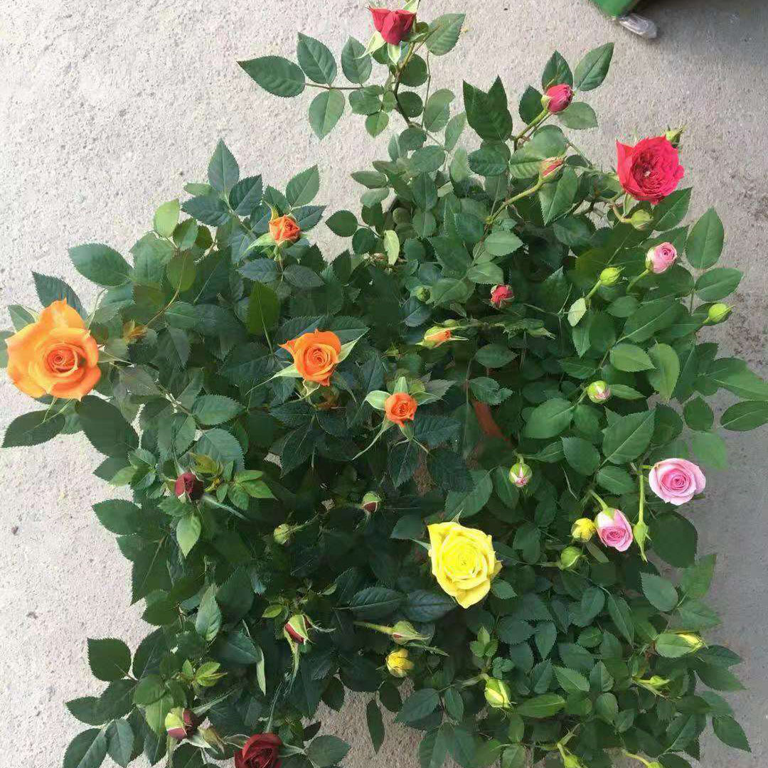 【基地直供】四季开花盆栽欧月蔷薇花 藤本月季花玫瑰花植物盆栽
