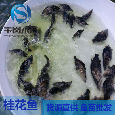 热卖包邮 桂花鱼苗孵化基地 桂花鱼苗鳜鱼苗水花桂鱼苗规格全