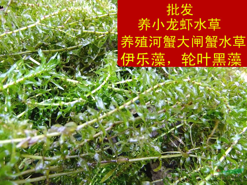 supply breed Crayfish Crab Crab Crabs Aquatic plants for fish and shrimp Elodea Hydrilla