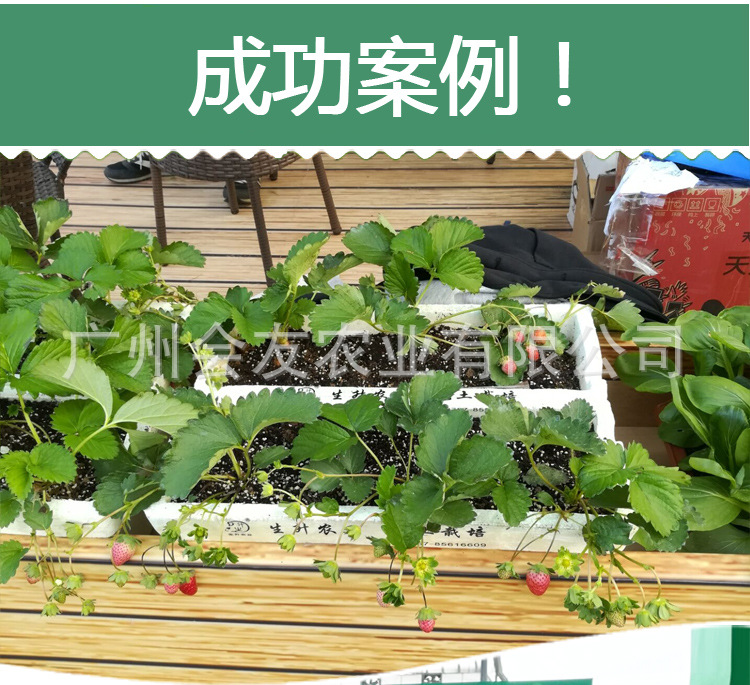 營(yíng)養(yǎng)土 多肉