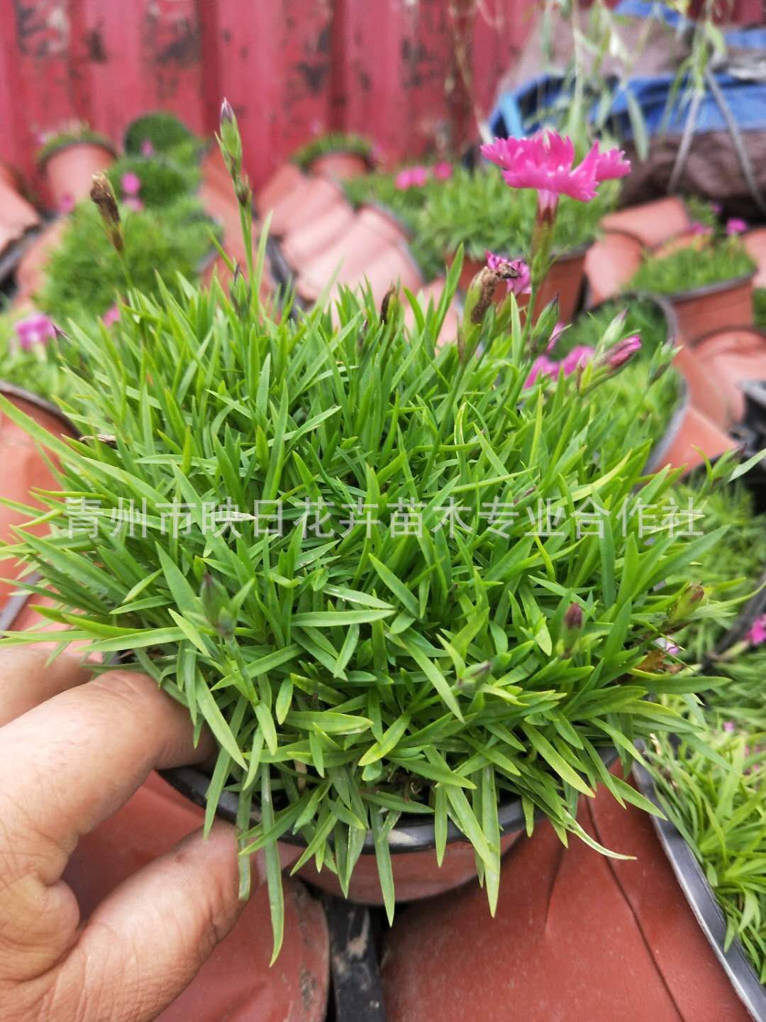 03(Y)HK((YW5O9K22D3GD1Q