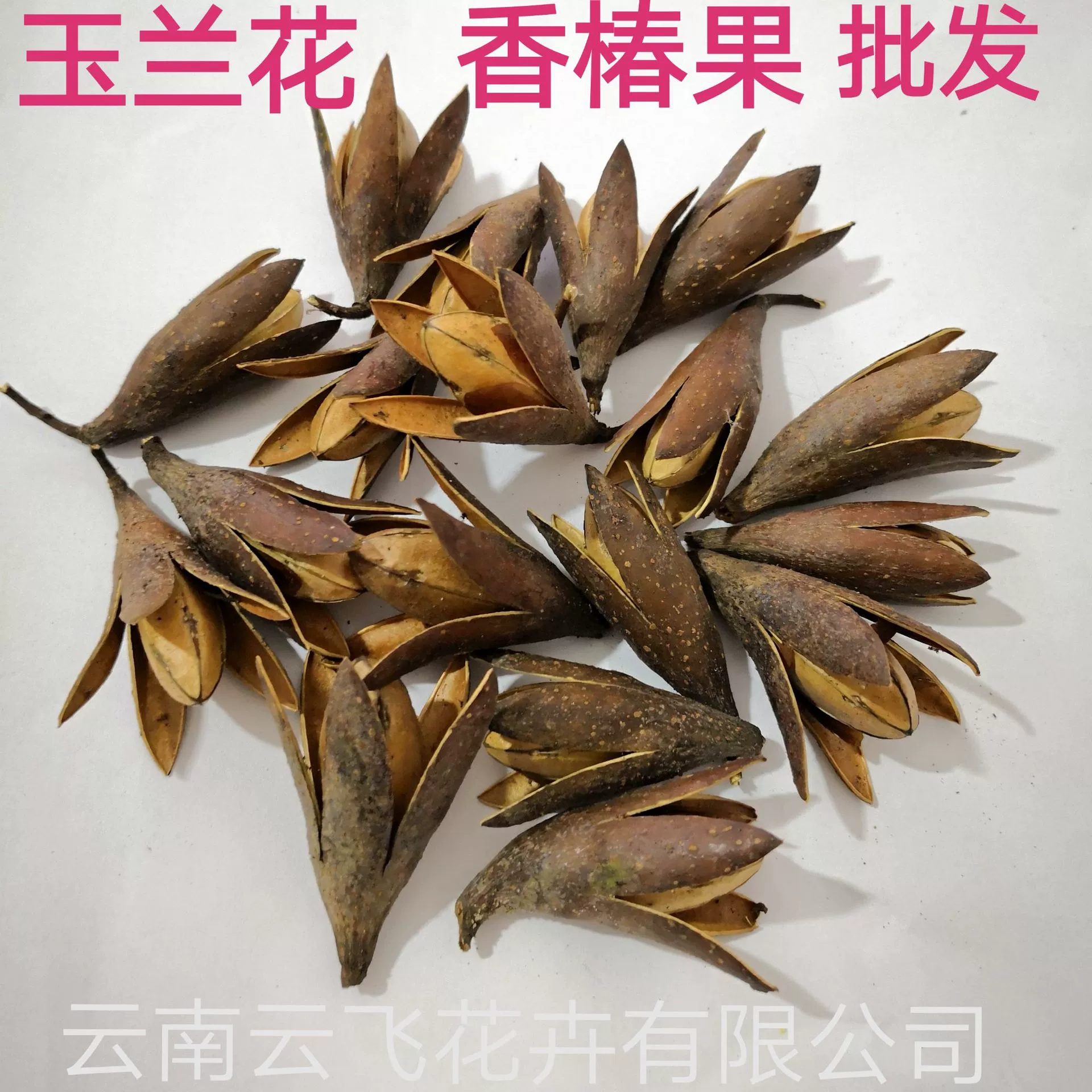 [Magnolia] Manufacturer supply naturally toon fruit shell Magnolia dried magnolia flower DIY handmade flower combination flower material