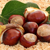 Chinese chestnut 5 pounds fresh Raw chestnut Fried sugar Chinese chestnut Oil Chestnut Sweet powder castanea mollissima Sweet chestnut 2018 wild