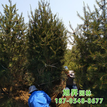 批發白皮松 3- 5米白皮松樹 園林綠化工程觀賞樹 規格齊全 品種優