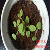 The company wholesale seed station wholesale grass flower seed seed mint seed green mint edible mint species