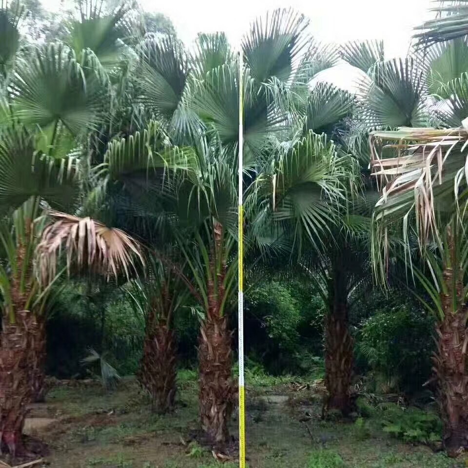 IMG_2029(20180321-001904)