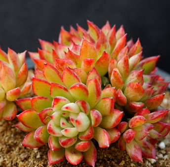 Tianyu. Miao beheaded Young woman Fleshy seed wholesale Succulent plants