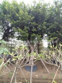 ����ֱ�N �S��� ���~�� ������ ����ɼ �S�^ �l�� ͥԺ �G����r