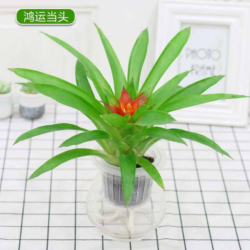 Hongyun Dangtou в горшке Маленькое зеленое растение с красной звездой Маленькое растение в горшке Офисный зеленый Четыре сезона Цветочное растение Бонсай оптом