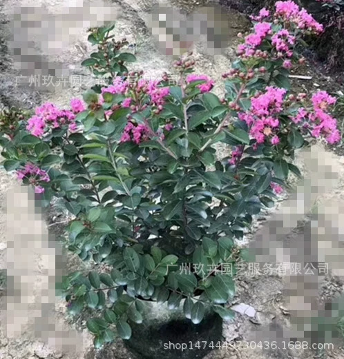 Креп мирт почвопокровный саженцы цветок просмотр завод Парк двор сад почвопокровные растения улица деревья озеленение саженцев