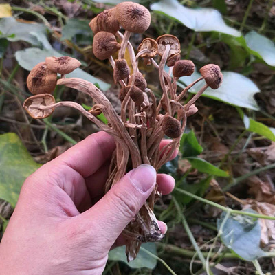 古田新茶树菇包邮 500g未开伞茶树菇批发  农家茶树菇种植茶薪菇|ms