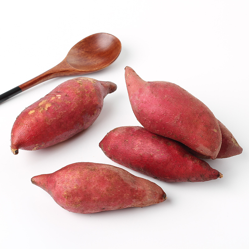 Sand Six. Red sweet potato fresh Sweet potato fresh Farm Small potatoes fresh Small sweet potato