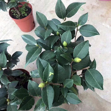 ����ֱ�N140ǧ����軨�҃Ⱦ�Ʒ�����^��ͥԺ���� ��������