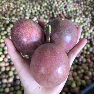 广西百香果大果5斤包邮大包装鸡蛋果现摘新鲜水果微商一件代发