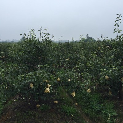 5斤丹棱丰水梨皇冠梨鸭梨雪花梨香梨水晶梨圆虹梨脆梨树上现摘