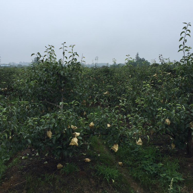 5斤丹棱丰水梨皇冠梨鸭梨雪花梨香梨水晶梨圆虹梨脆梨树上现摘