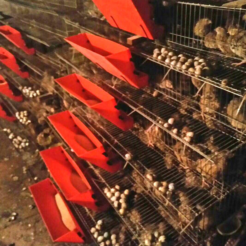 供应批发养殖采食器   鹌鹑养殖设备  养殖料槽