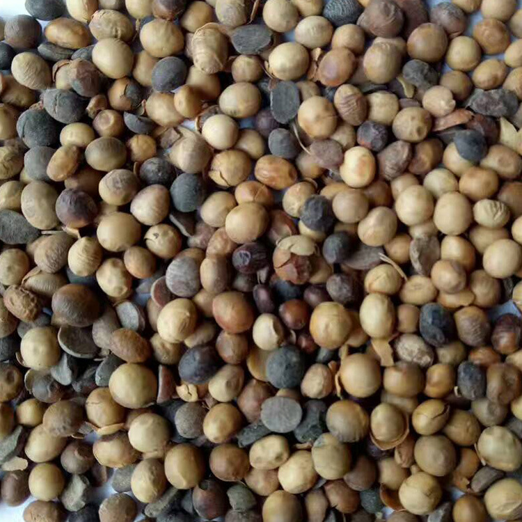 现货直发发酵肥料大豆 有机肥土壤改良剂生物菌蔬果种植大豆肥料