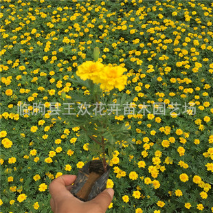 ���l�����ټtɫ�Sɫ��ȸ��  �r��ݻ�һ������ֲ�����l���ջ�����