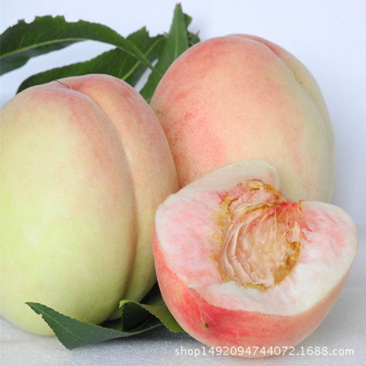 口感独特的预售水蜜桃毛桃，享受应季新鲜，非油桃黄桃